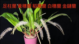 足柱蘭（黃穗蘭）種植要領和養護技巧 Dendrochilum glumaceum [upl. by Alenas656]