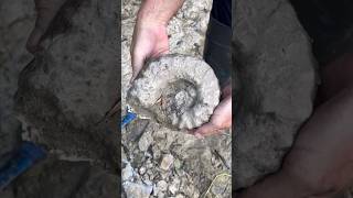 Digging out ANCIENT AMMONITE FOSSIL while fossilhunting North Texas creek August 2024 [upl. by Aver400]