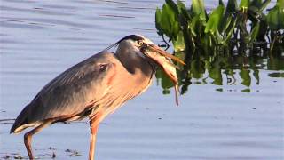 Great Blue Heron Eats A Fish [upl. by Deborath]