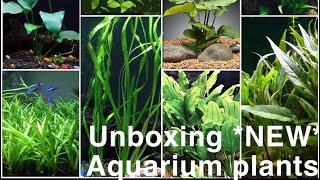 UNBOXING NEW aquarium plants [upl. by Seamus]