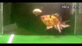 Trained Goldfish Playing Fetch [upl. by Joly346]