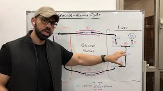 Glucose  Alanine Cycle [upl. by Alveta]