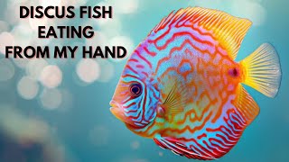 How to Care for Discus Fish  Discus Fish Eating From My Hand  Aquarium [upl. by Airbmat493]