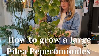 Chinese Money Plant 🌿 Care Propagation amp Repotting [upl. by Malynda]