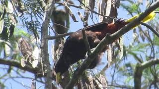 Uchi Psarocolius decumanus en árbol Wilka  Anadenanthera colubrina YUNGAS LA PAZBOLIVIA [upl. by Lissi]