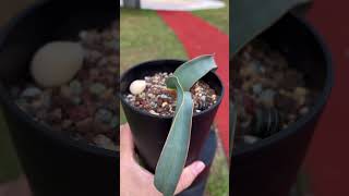 Welwitschia mirabilis 16 months old [upl. by Wayne]