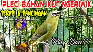 Burung Pleci Ngeriwik Gacor merangsang Pleci Bahan ikut Ngeriwik Sampai Buka paruh terapipleci [upl. by Otrebide420]