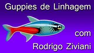 Guppies de linhagem com Rodrigo Ziviane fundador do CCG [upl. by Sternick]