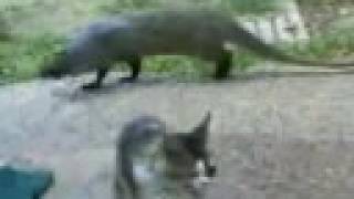 BML25070816132 ichneumon Mongoose and cats [upl. by Affay]