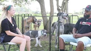 The Great Dane  A breeders Perspective [upl. by Vinson]