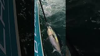 Crazy bluefin tuna fishing UK Devon 12 fish fishing bluefintuna uk deepblue biggamefishing [upl. by Maidel863]