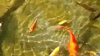 Pond Goldfish Minnows and Babies [upl. by Ecenahs656]