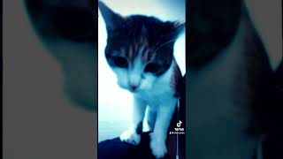 My cat came with a whole pile of tinfoil cat catshorts foryou kitty catvideos cats cutecat [upl. by Nicholle]