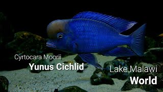 Cyrtocara Moorii Blue Dolphin Yunus Cichlid [upl. by Elidad]