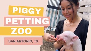 Pig Petting Zoo  SATX Pet Pigs [upl. by Ym]