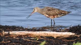 Hudsonian Godwits fatten and molt on James Bay [upl. by Junia]