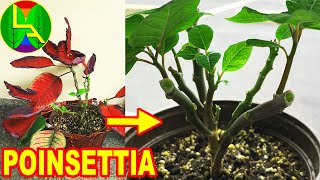 what to do with poinsettia after bloom [upl. by Heti607]