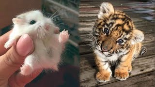 AWW Animals SOO Cute Cute baby animals Videos Compilation cute moment of the animals 2 [upl. by Airekal306]