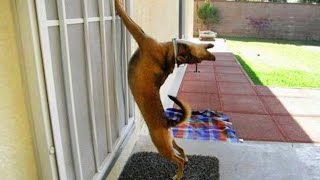 The most DRAMATIC DOG on the planet 🤣🐶 Funny Dog Videos 2024 [upl. by Vyky]