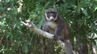 Florida Field Journal  Florida Lemurs [upl. by Claudetta865]