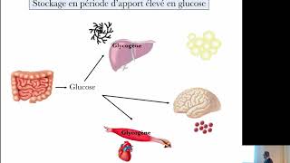 Pascal FERRÉ La stéatose hépatique  une histoire métabolique vieille de 4500 ans [upl. by Aihcila]