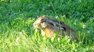 Zając Polowanie na zające Hunting for hares Canon Wild hare [upl. by Trawets]