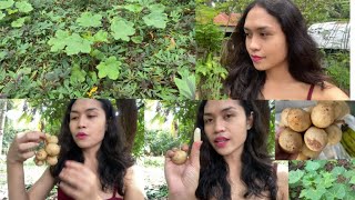 Our Vegetable Garden  Eating Lanzones Fruit Lansium ParasiticumLongkong Mukbang [upl. by Rainer]