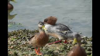 Goosander in the harbour at Titchfield Haven 31072024 [upl. by Ecneralc]