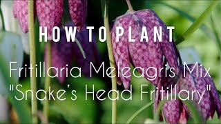 How to plant Fritillaria Meleagris Mix  Snake’s Head Fritillary  Tutorial  Gardening Tips [upl. by Hertberg]