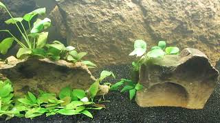 Second Anubias Sandwich 122723 [upl. by Tnahsarp]