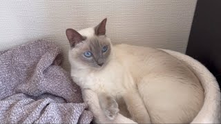 【tonkinese】猫と休日を過ごす 2024106 トンキニーズ [upl. by Eneluj]