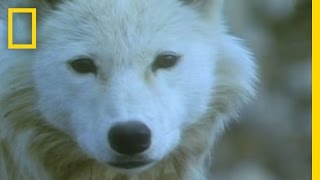 Musk Ox vs Wolves  National Geographic [upl. by Lancelot785]