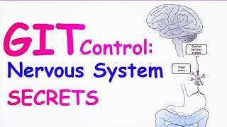 How Your Brain Controls Digestion Nervous Control of the GIT Explained [upl. by Lamoureux]