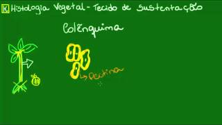 Colênquima  Botânica  Biologia [upl. by Aikimat]