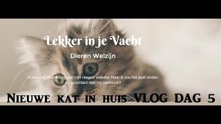 Nieuwe kat erbij  kattenvlog  dag 5 [upl. by Lerret640]