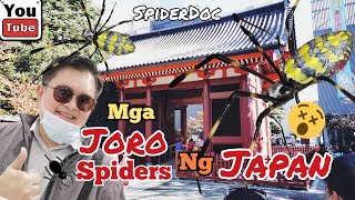 SpiderDoc Goes to Japan JORO SpidersTrichonephila clavata Ang Gagambang Endemic sa Japan [upl. by Bertero]