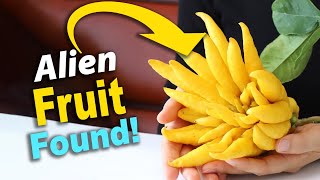 Buddhas Hand Fruit Explained The Weird Citrus Symbol of Happiness and Longevity [upl. by Tarttan]