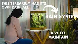 i made a forest style terrarium rain garden in a glass tank  rainfall paludarium [upl. by Oliric]