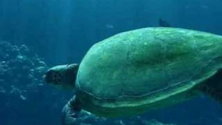 All About Sea Turtles [upl. by Swayder]