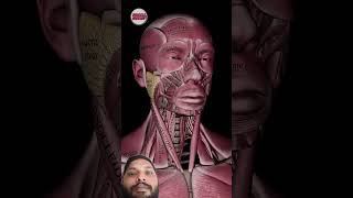 anatomy animation uppercervical 3danimation chiropractic funny doctor [upl. by Susejedairam]