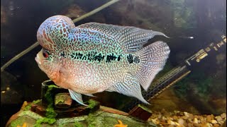 Flowerhorn Cichlid [upl. by Ecilayram]