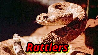 BAD MOVIE REVIEW  Rattlers 1976 [upl. by Otrebogad]