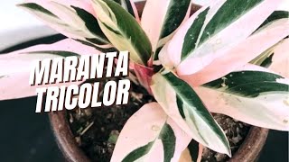 Conheça a MARANTA TRICOLOR [upl. by Eicram444]