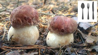 Borowik sosnowy Boletus pinophilus [upl. by Rohn]