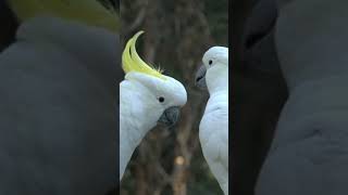 Sulphurcrested cockatoo shorts wildlife lovebird [upl. by Erminia]