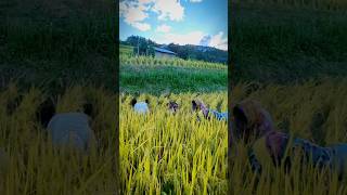 Cozying up to the harvest season❤️✨youtubeviralshorts paddyfield nagalanddiaries familyvlog [upl. by Donnelly]