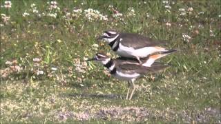 Killdeer mating [upl. by Nilya]