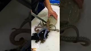 🦑 Squid Fish ASMR  Epic Knife Skills squid calamari cuttlefish short trending viral [upl. by Odlanyar559]