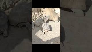 Al Areen Wildlife Parkzallaq Bahrain music parkviews beautiful birds animals [upl. by Zuliram]