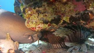 Patient Nurse Shark Eats Wounded Lion Fish [upl. by Inittirb]